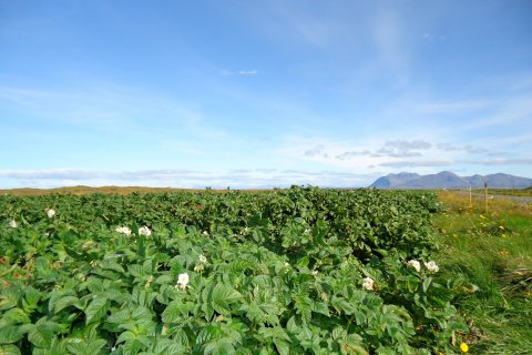 Matjurtagarðar 2025